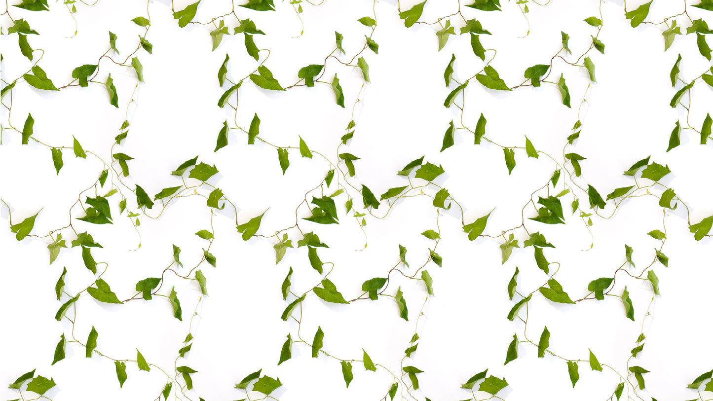 Bindweed
