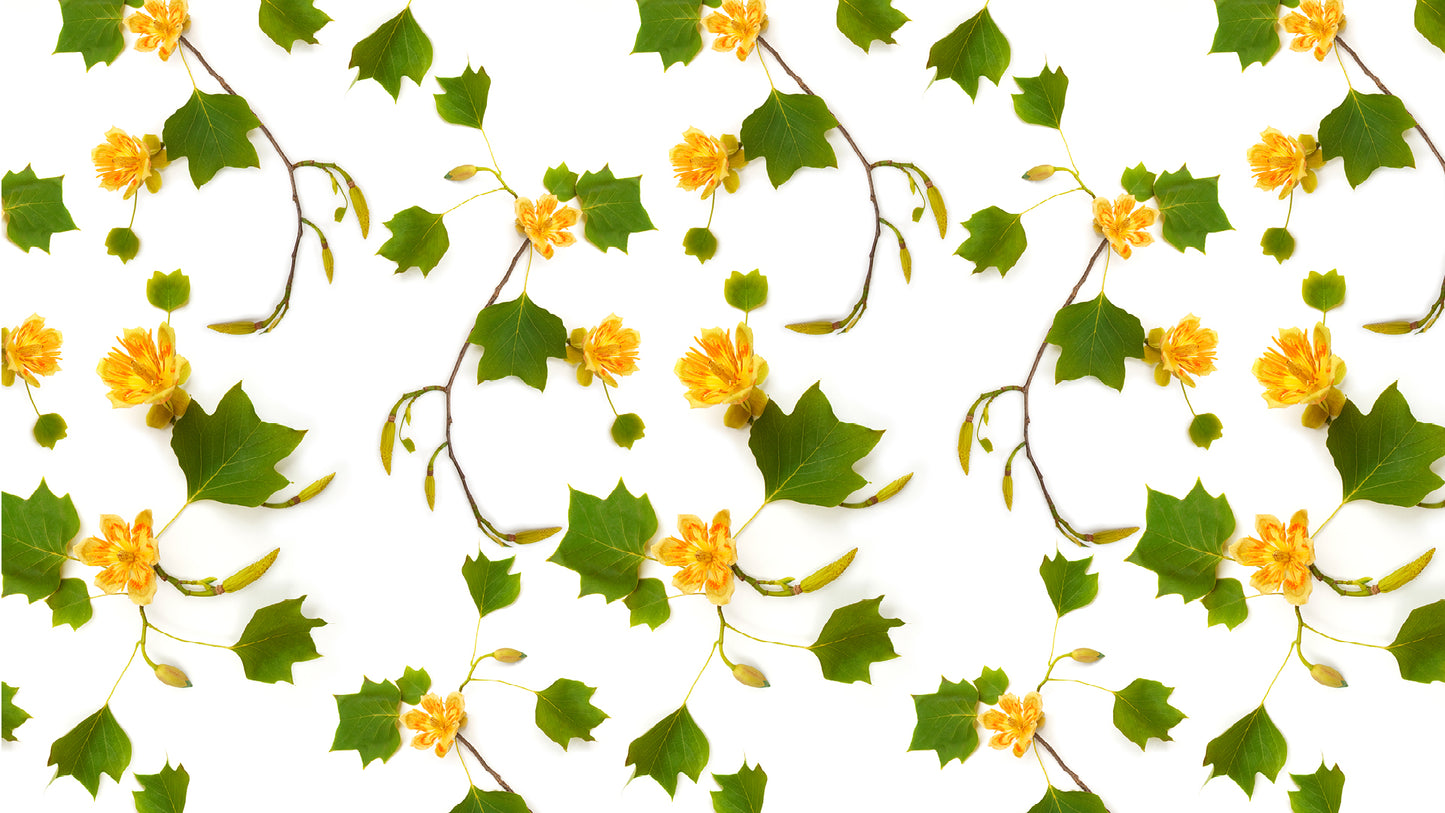 Yellow Poplar