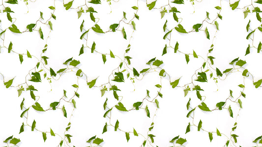 Bindweed