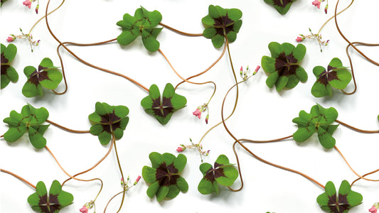 Clover