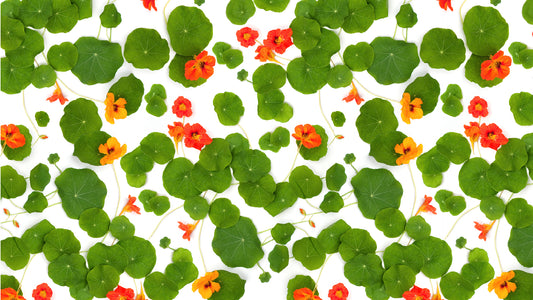 Nasturtium